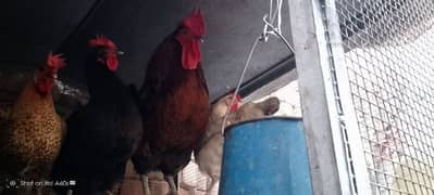 hens for sale contact number 03023627100