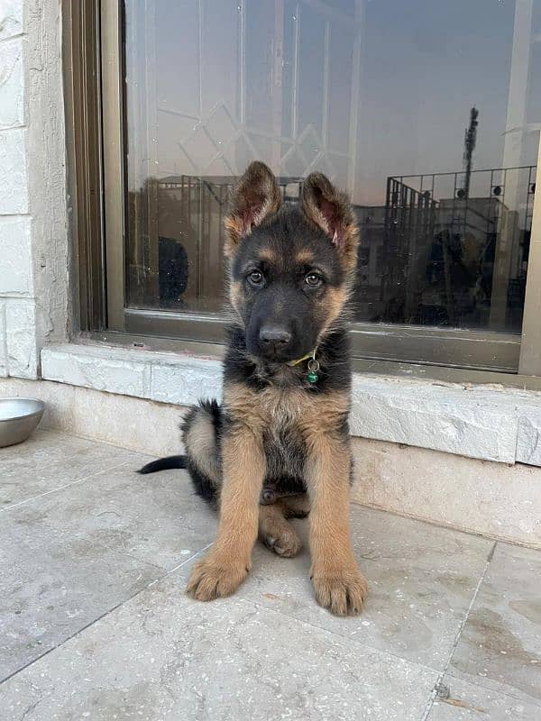 2 Months Old German Shepherd Pup for sale 0