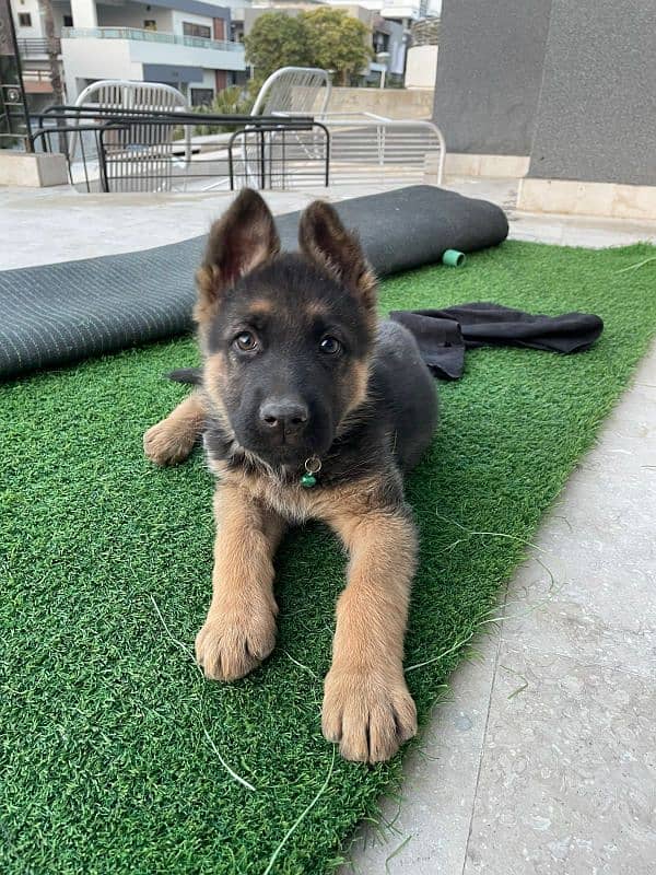 2 Months Old German Shepherd Pup for sale 1