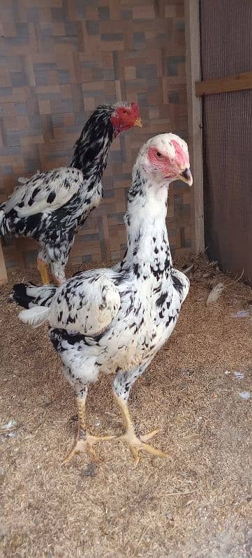 Shamo pair (1 male and 2 female) 5