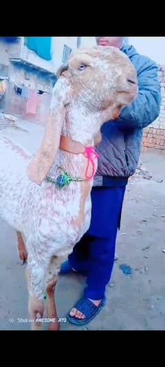 desi Bakra 6 dant ho rha ha