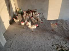 layyer hen for sale