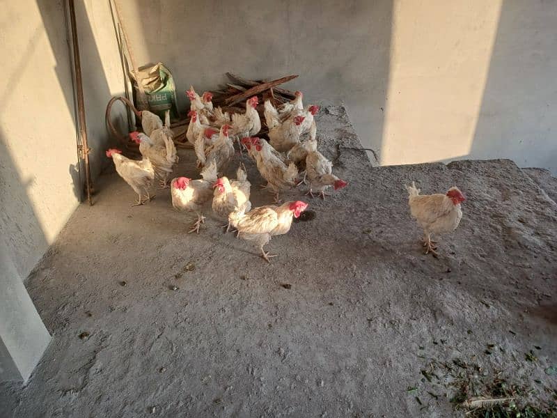 layyer hen for sale 0