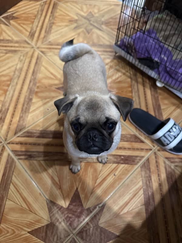 pug puppy 03312946787 0