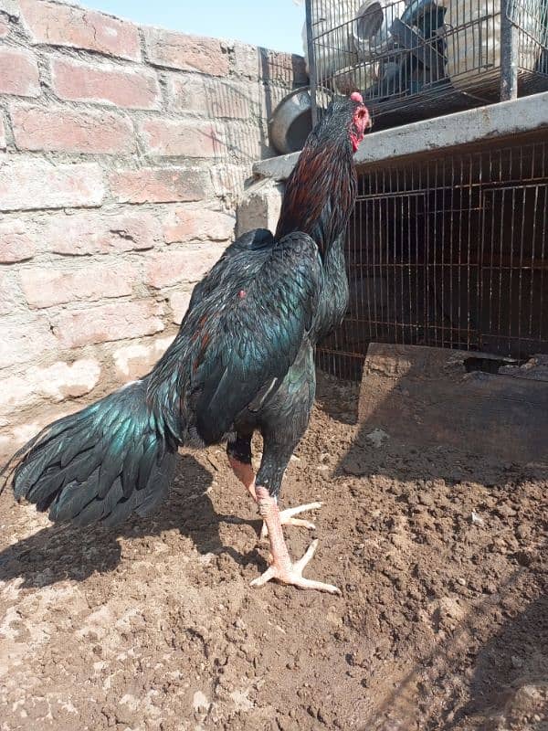 shamo male and chicks available for sale location Lahore 0