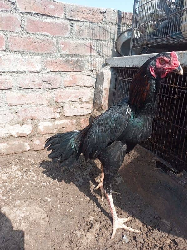 shamo male and chicks available for sale location Lahore 1