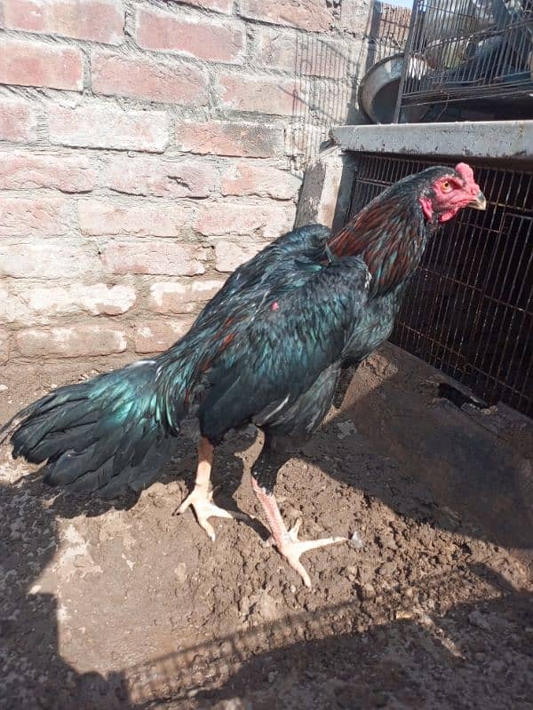 shamo male and chicks available for sale location Lahore 3