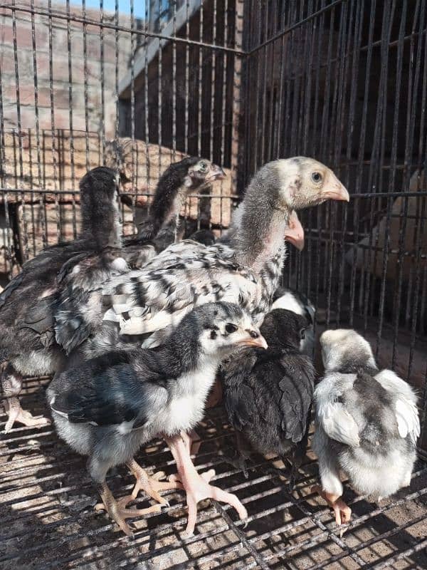 shamo male and chicks available for sale location Lahore 5