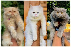 Persian Punch face triple coat cat Kitten