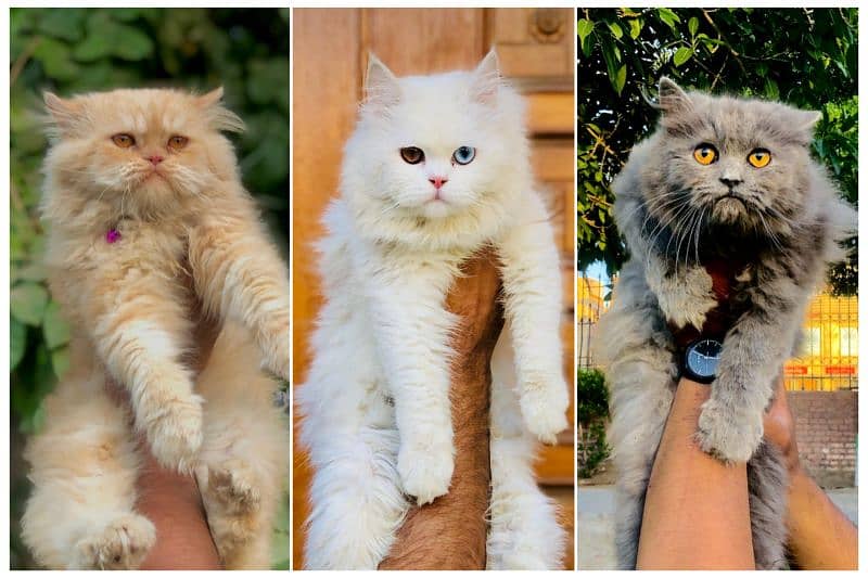 Persian Punch face triple coat cat Kitten 1