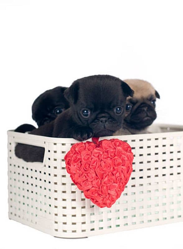 pug puppies 0