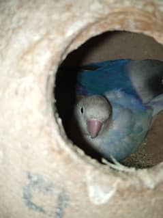 lovebirds breeding pairs with cage