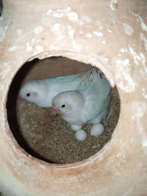 lovebirds breeding pairs with cage 1