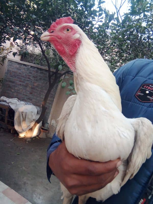 aseel murga for sale white Boss ka 6