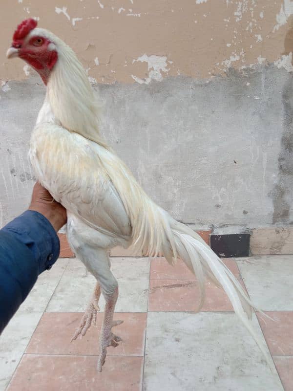 aseel murga for sale white Boss ka 9