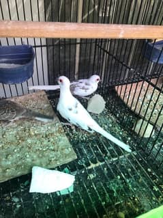 Dimond pied dove and red pied dove