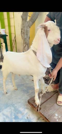 gulabi male Bakra Khasi