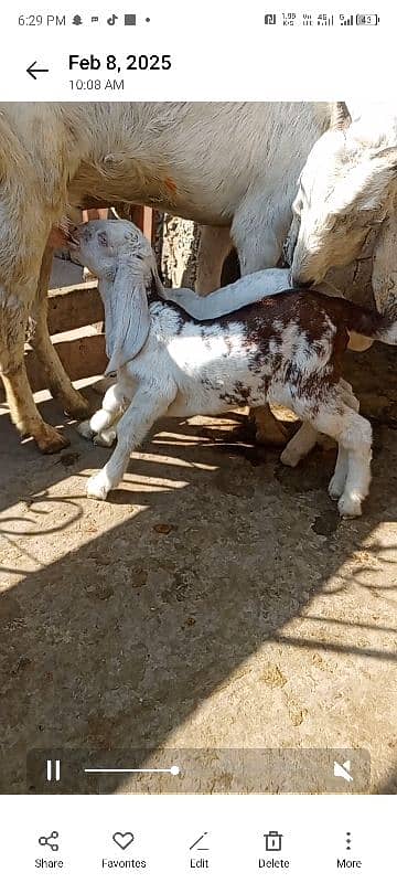 Rajan Puri Bakri for sale 5