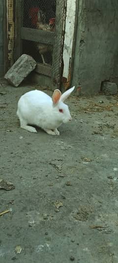 Rabbits Red Eyes Pair