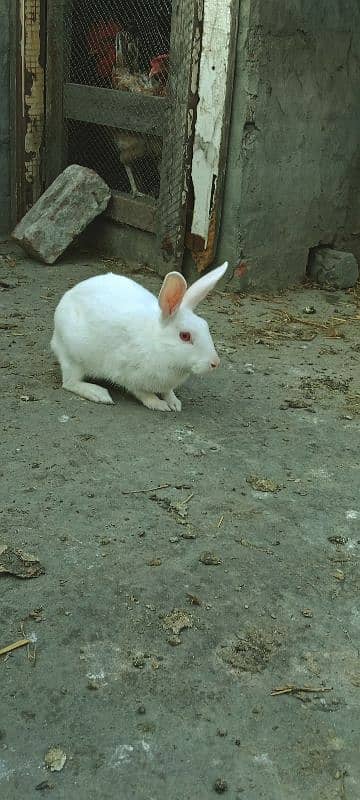 Rabbits Red Eyes Pair 0