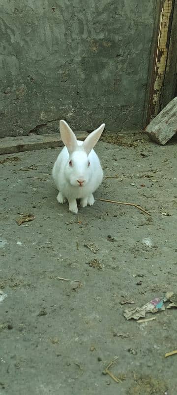 Rabbits Red Eyes Pair 1