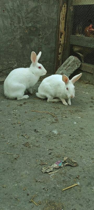 Rabbits Red Eyes Pair 2