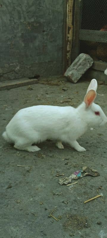 Rabbits Red Eyes Pair 3