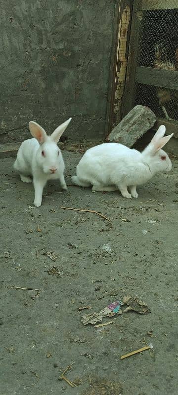 Rabbits Red Eyes Pair 4