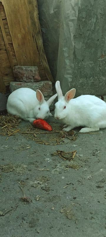 Rabbits Red Eyes Pair 5