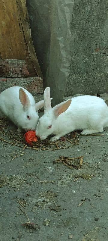 Rabbits Red Eyes Pair 6