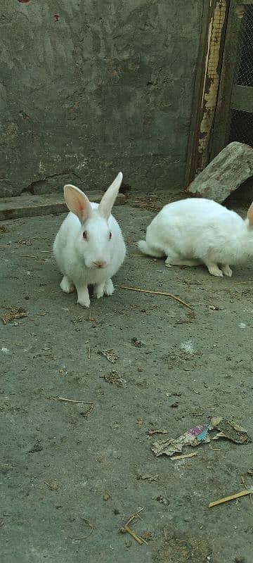 Rabbits Red Eyes Pair 7