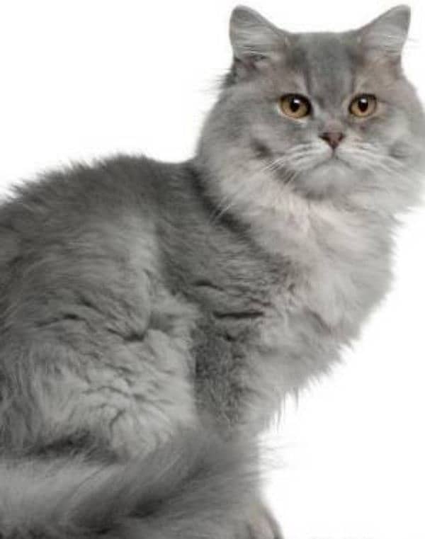 British Longhair Cat 0