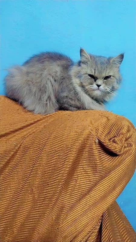 British Longhair Cat 2