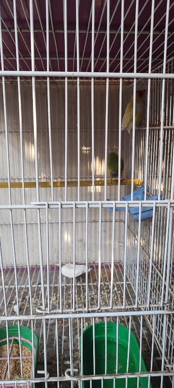 Lotino Finch Breeding Pair 1