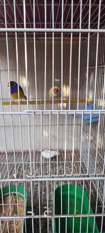 Lotino Finch Breeding Pair 2