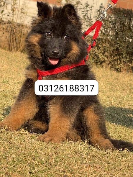 Garman shepherd puppies for sale 03126188317call wahtasp 0