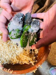 Pineapple Conure Chicks - Red Factor