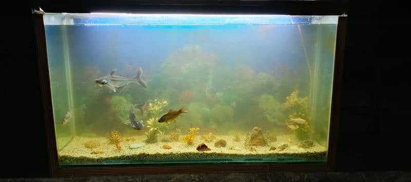 Aquarium with Fish 0