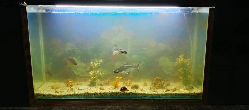 Aquarium with Fish 1