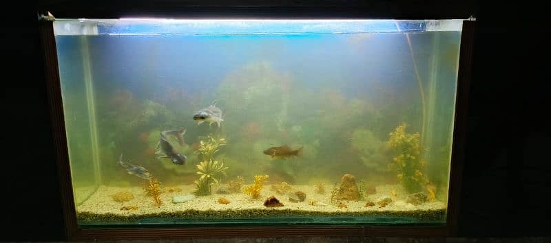 Aquarium with Fish 2