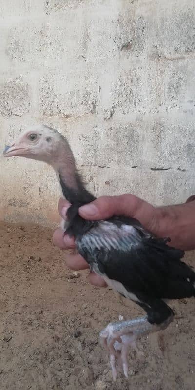 aseel chicks for sale 4