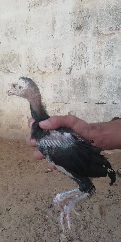 aseel chicks for sale 5