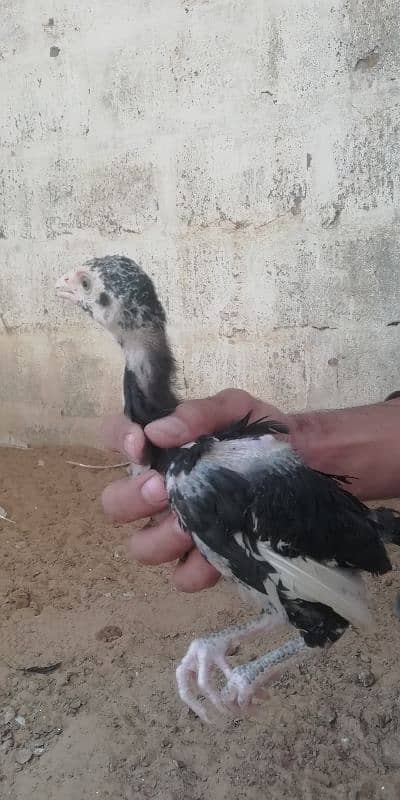 aseel chicks for sale 7