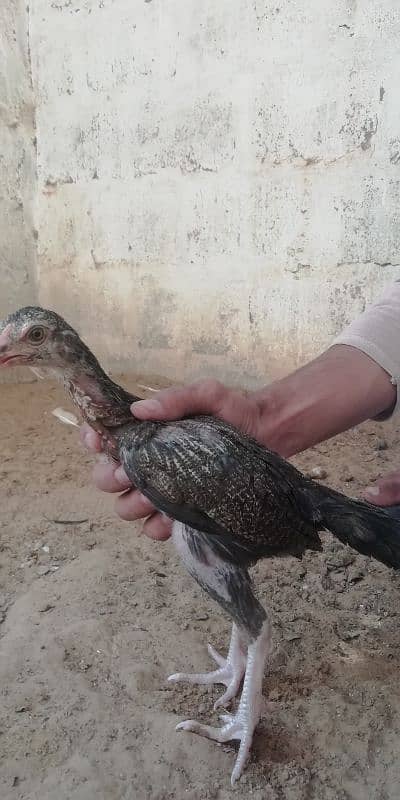 aseel chicks for sale 12