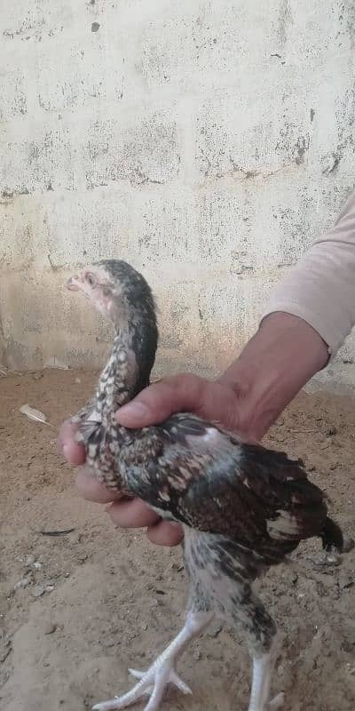 aseel chicks for sale 14