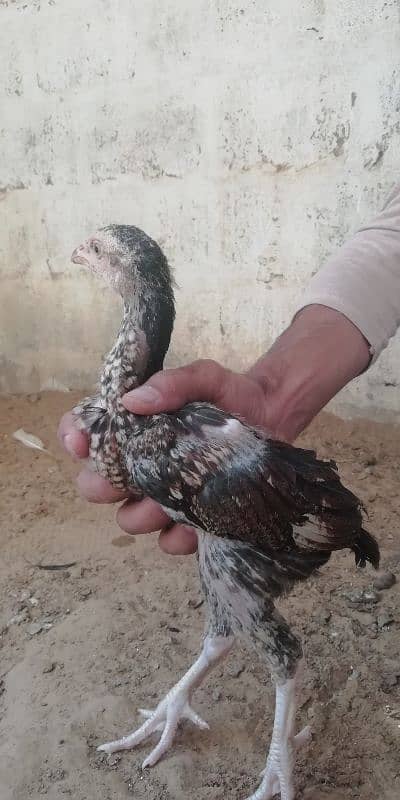 aseel chicks for sale 15