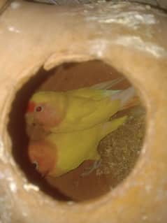 3 love birds with small cage