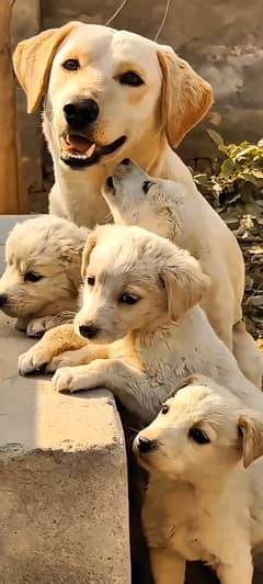 Labrador dog puppies