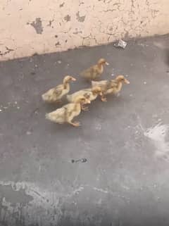 duck chicks