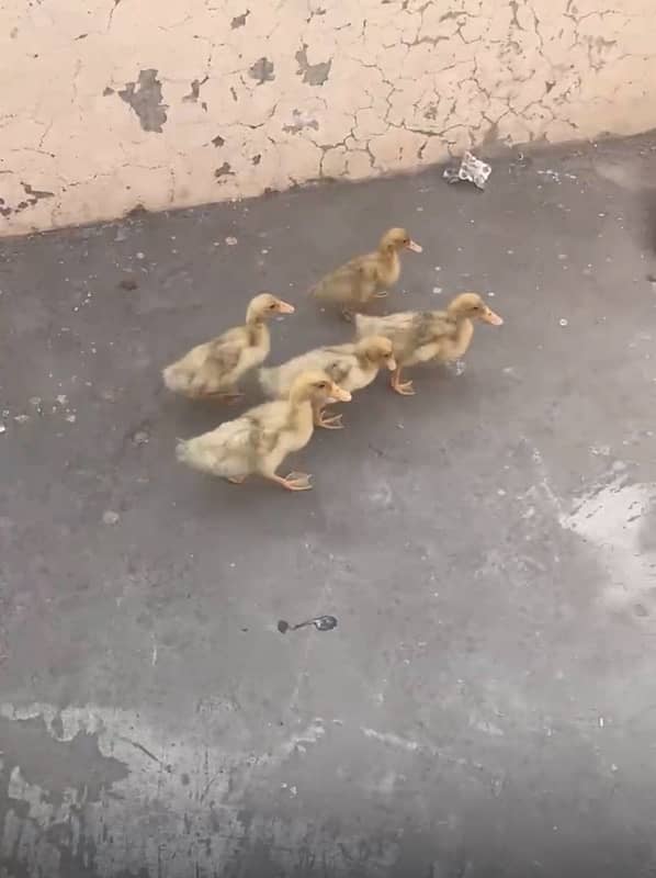 duck chicks 0